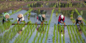water-consumption-agriculture-rice